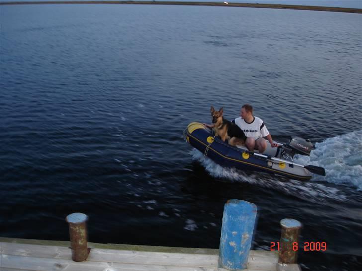 Schæferhund Neela *Himmelhund* - Fuld fart på, og Neela nyder det! :) billede 16
