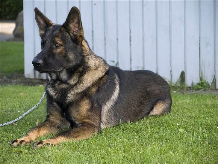 Schæferhund Kenzally´s Alpha (Kenzo) R.I.P   : ( - Kenzo d. 28-08-10  14 md gammel : ) billede 4