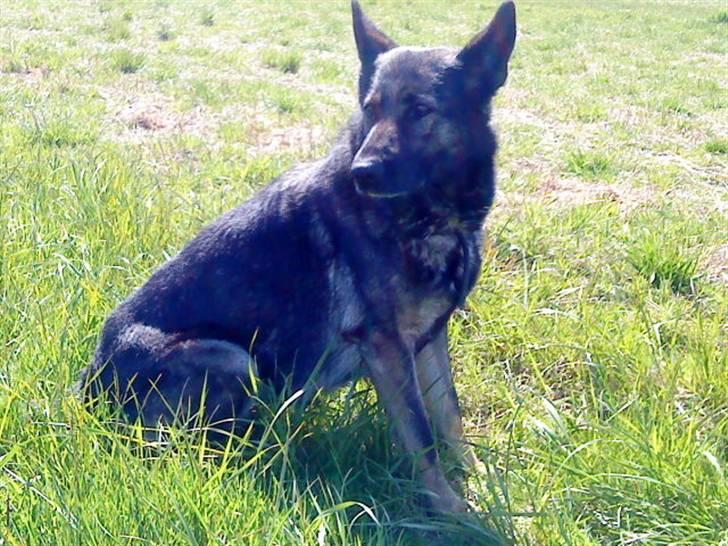 Schæferhund Sund Hund Ella billede 7