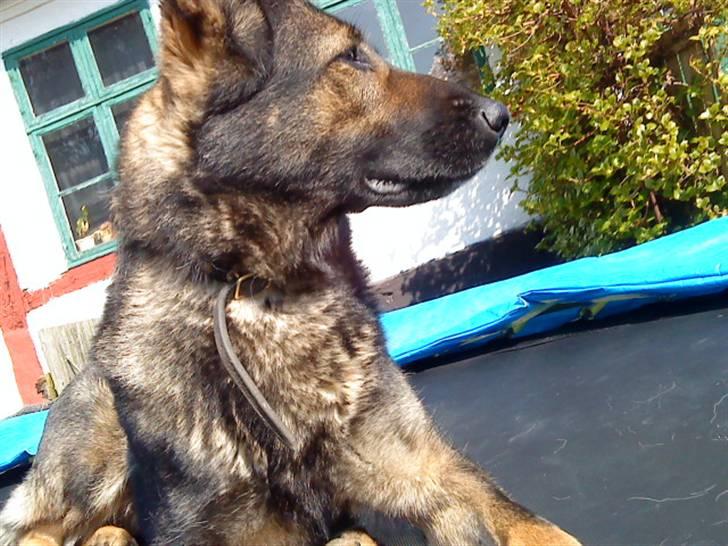 Schæferhund Sund Hund Ella billede 3