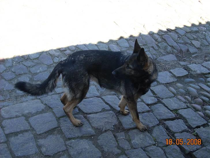 Schæferhund Sund Hund Ella billede 4