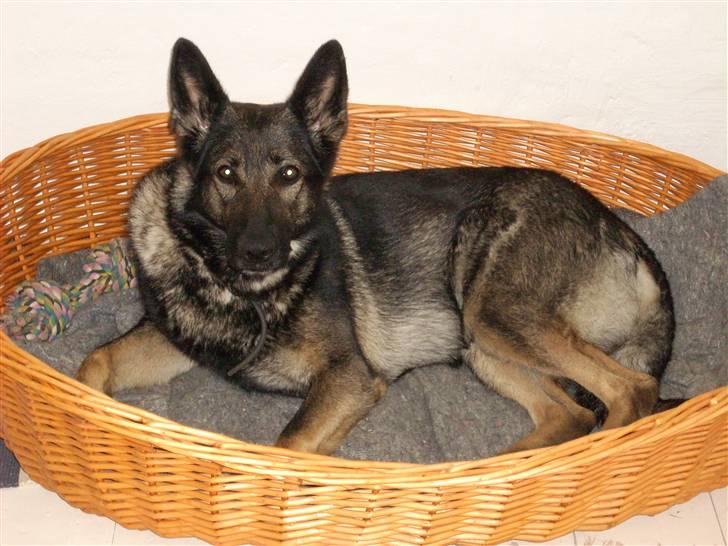 Schæferhund Sund Hund Ella billede 5