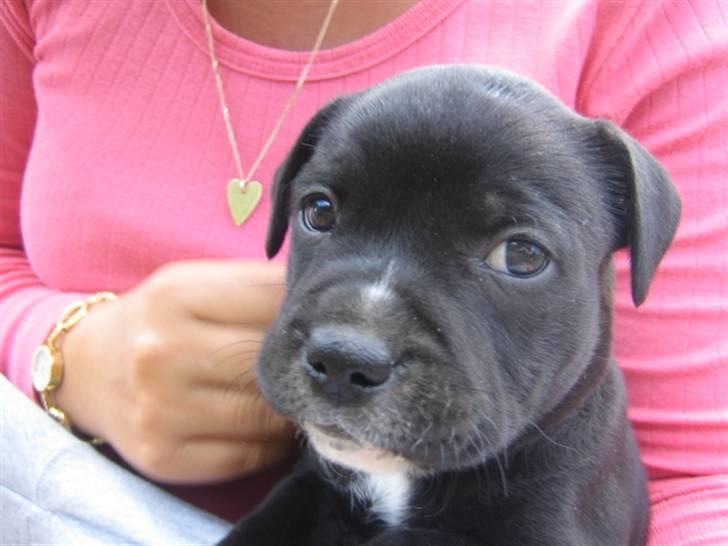 Staffordshire bull terrier Nelly - 5½ uge billede 1