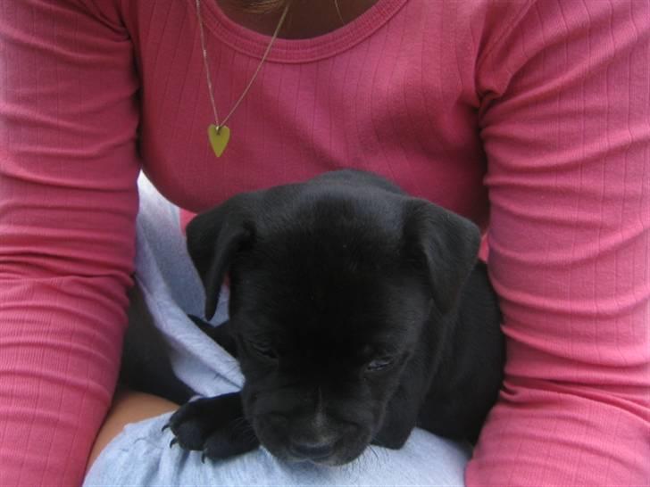 Staffordshire bull terrier Nelly - 5½ uge billede 2