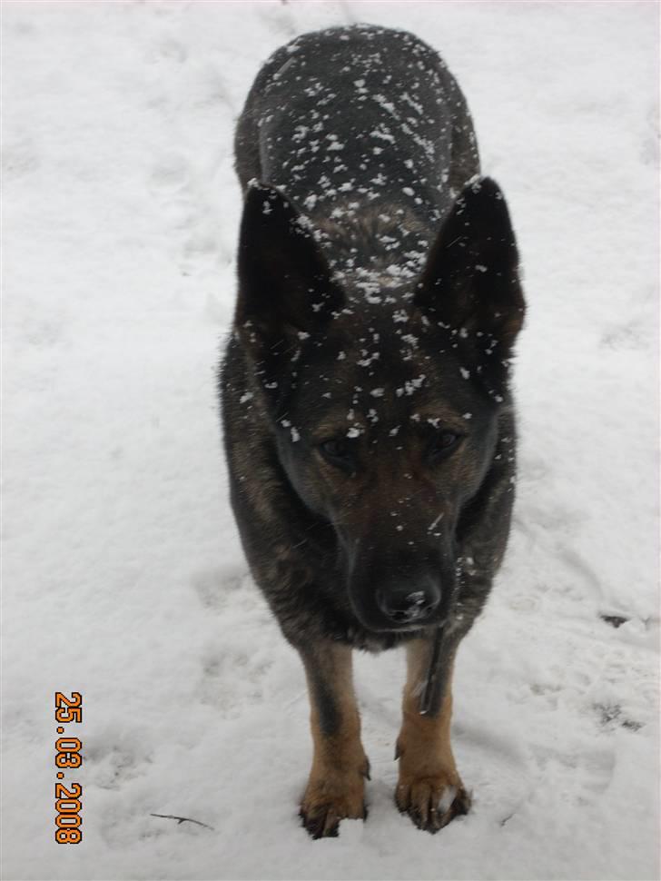 Schæferhund Sund Hund Ella billede 6