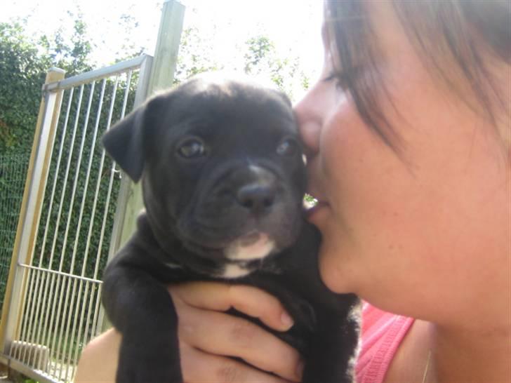 Staffordshire bull terrier Nelly - 5½ uge billede 3