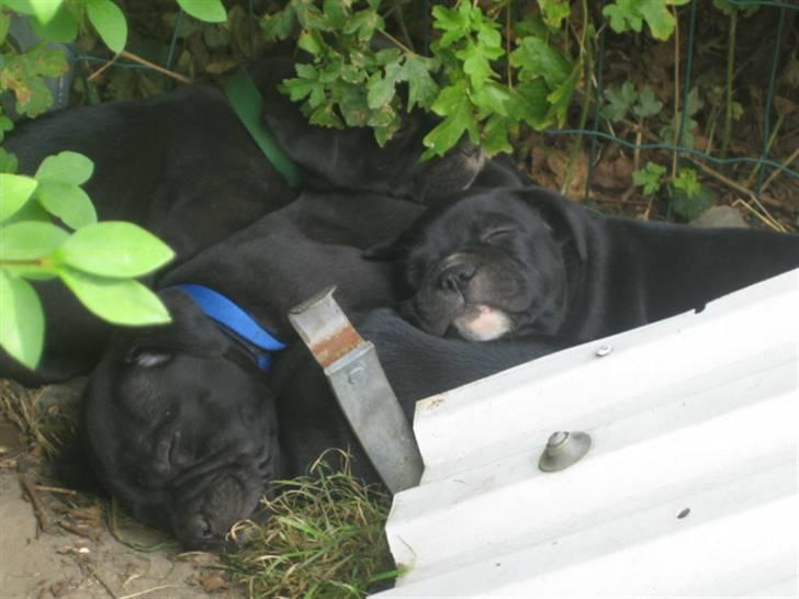 Staffordshire bull terrier Nelly - hele kuldet er gået omkuld :D 5½ uge billede 4