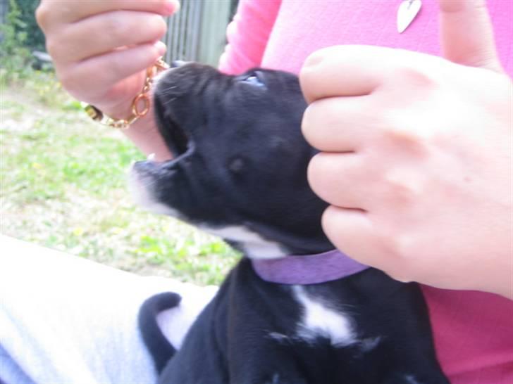 Staffordshire bull terrier Nelly - 5½ uge billede 5