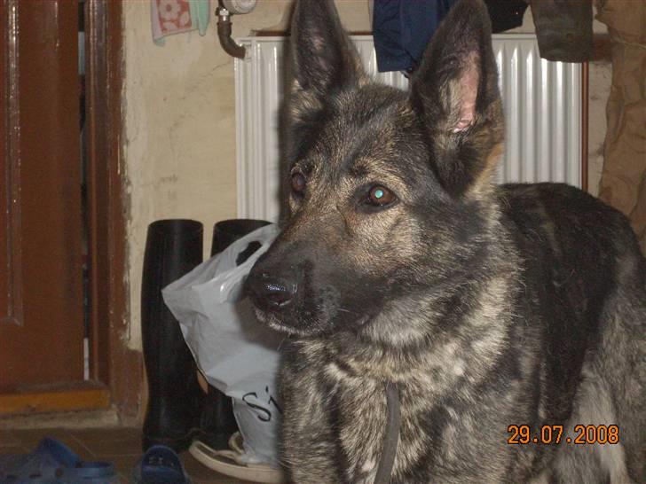 Schæferhund Sund Hund Ella - Opmærksom?  billede 8