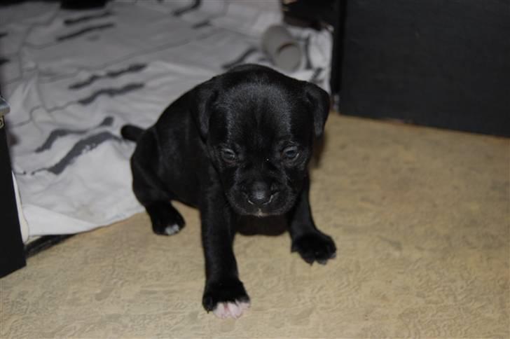 Staffordshire bull terrier Nelly - 4 uger billede 6