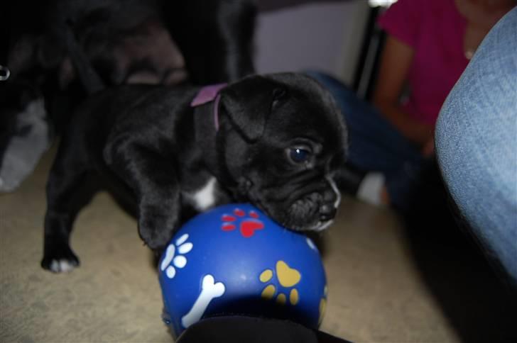 Staffordshire bull terrier Nelly - 4 uger billede 7