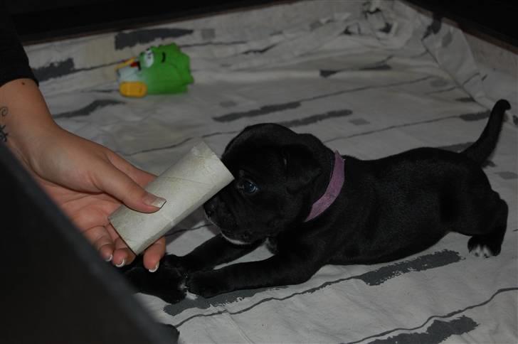 Staffordshire bull terrier Nelly - 4 uger billede 8