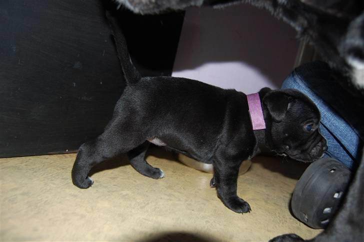 Staffordshire bull terrier Nelly billede 9