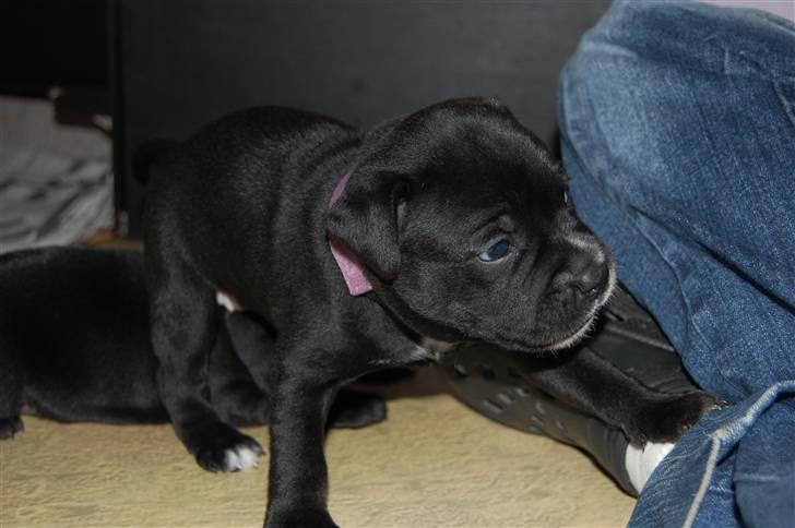 Staffordshire bull terrier Nelly billede 10