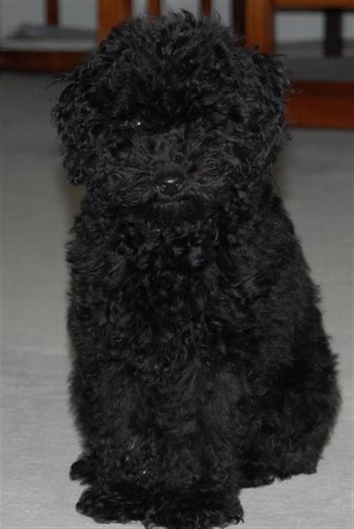 Toypuddel nolle - ååh nej en nullermand billede 1