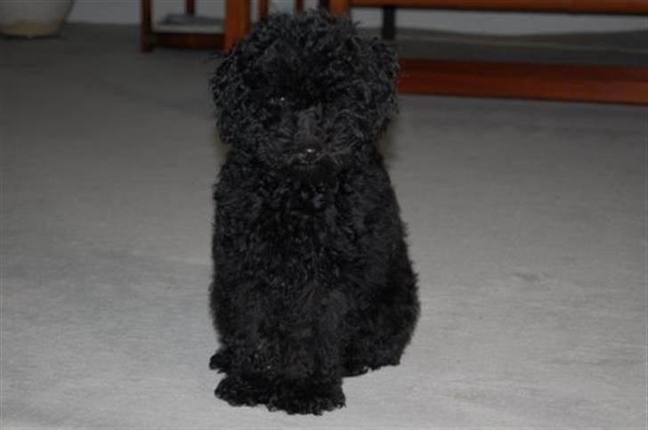 Toypuddel nolle - nåå det var bare nolle billede 2