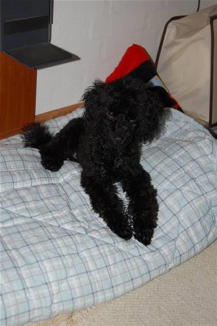 Toypuddel nolle billede 3