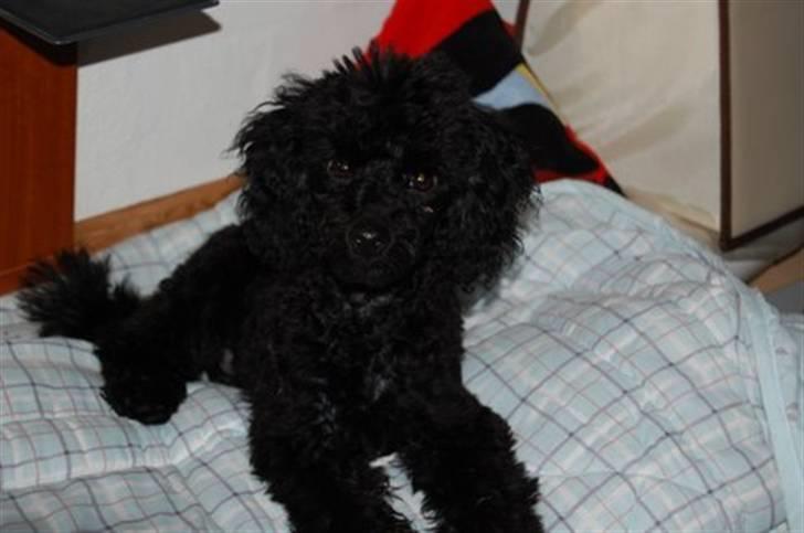 Toypuddel nolle - nu skal vi altså også i seng billede 4