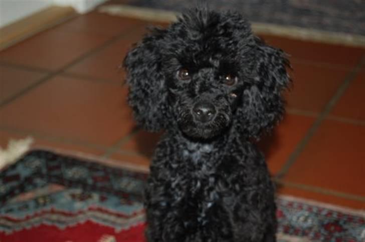 Toypuddel nolle - jeg er lige blevet klippet billede 5