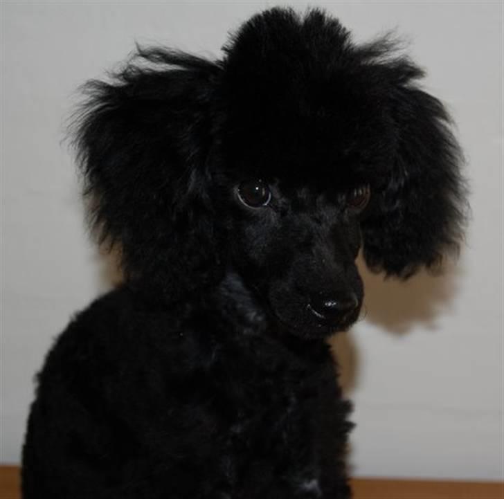 Toypuddel nolle - du kan da ikke være sur på mig  billede 6