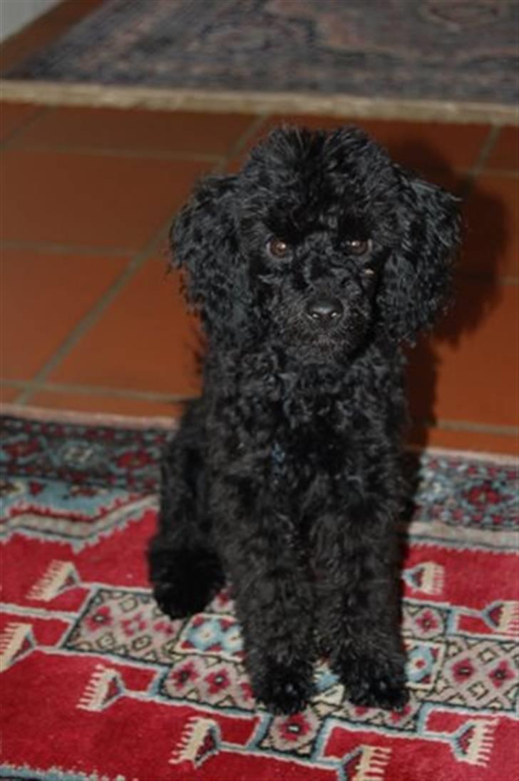 Toypuddel nolle billede 7