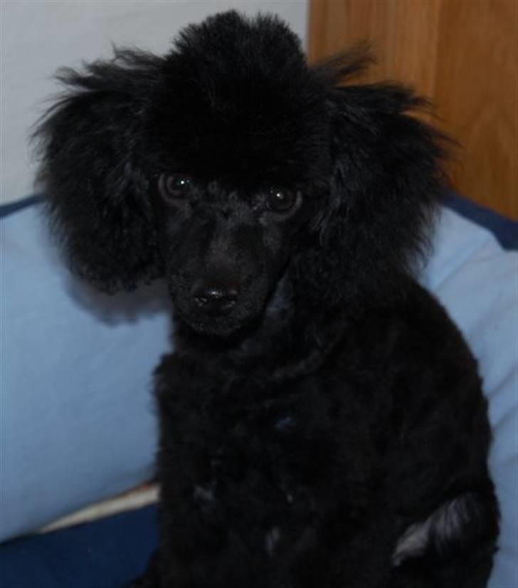 Toypuddel nolle - er du så ikke sur alligevel billede 8