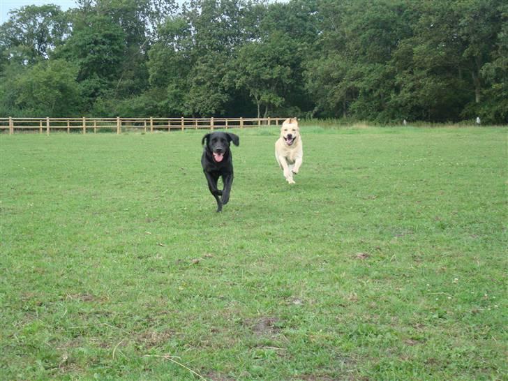 Labrador retriever Twix - He he. . . . du kan ikke fange mig . . .øv bøv  :)  billede 15