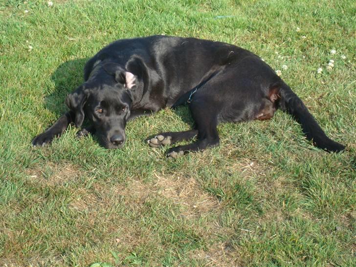 Labrador retriever Twix - Lad mig sove her i solen . . . . jeg vil ikke med ind . . .ikke endnu . . . .det kan du altså bare ikke være bekendt :(  billede 16