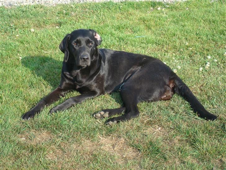 Labrador retriever Twix billede 17