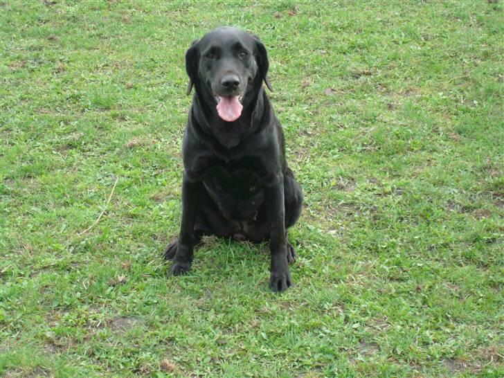 Labrador retriever Twix billede 18