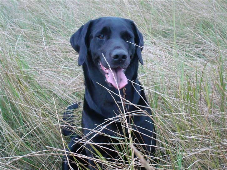 Labrador retriever Twix billede 19