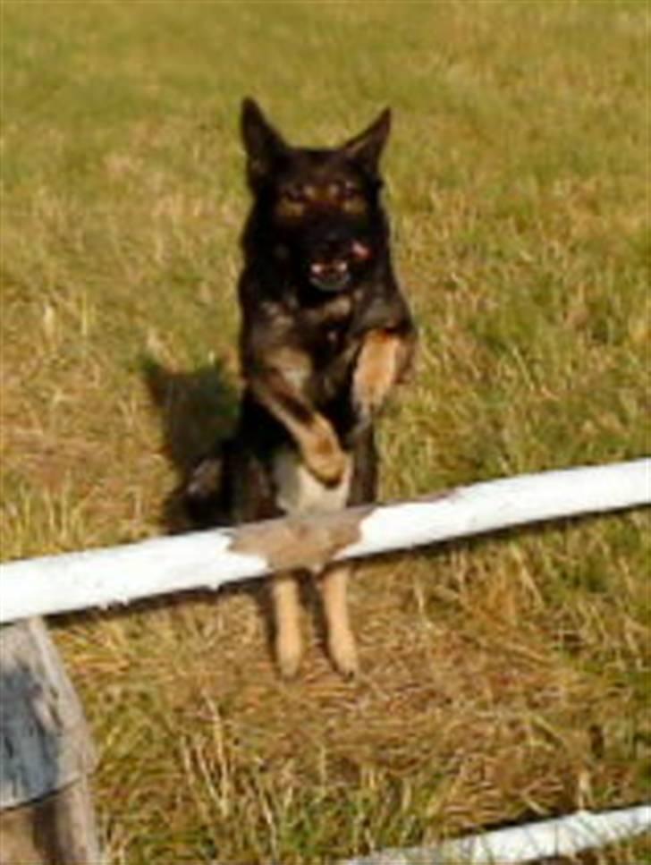 Schæferhund Sund Hund Ella billede 9