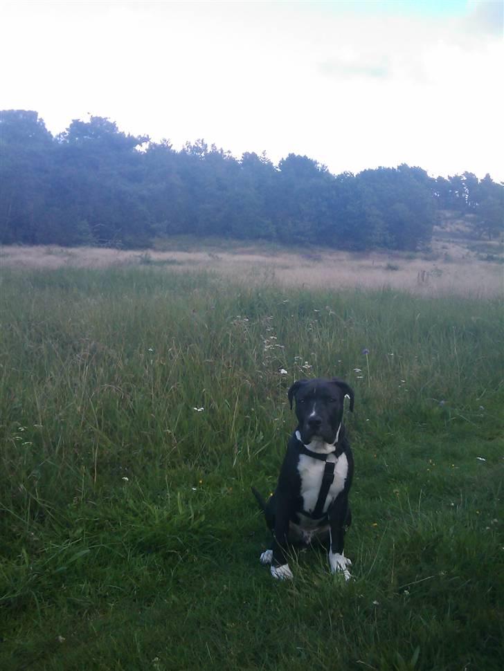 Amerikansk staffordshire terrier Chicco billede 6