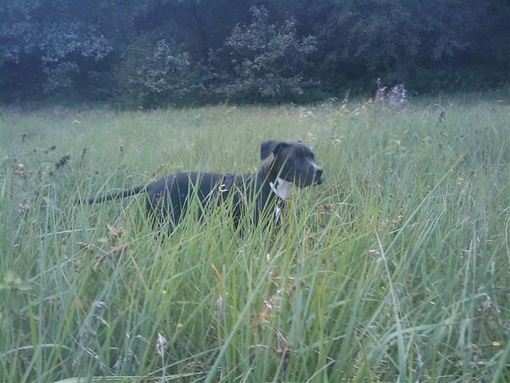 Amerikansk staffordshire terrier Chicco billede 7