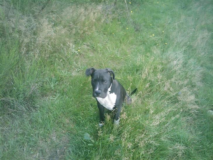 Amerikansk staffordshire terrier Chicco billede 8