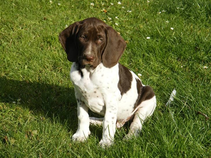 Gammel dansk hønsehund Albert  billede 1