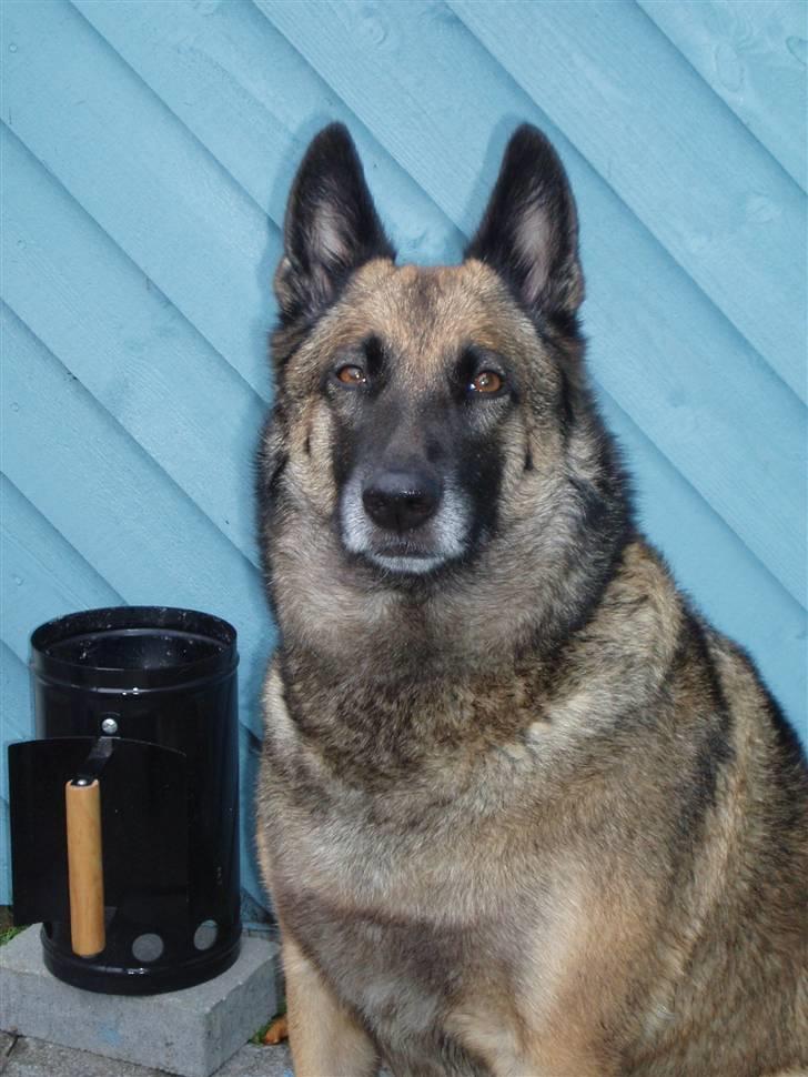 Malinois Zazu - Min smukke Zazu billede 1