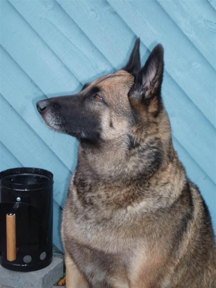 Malinois Zazu billede 2