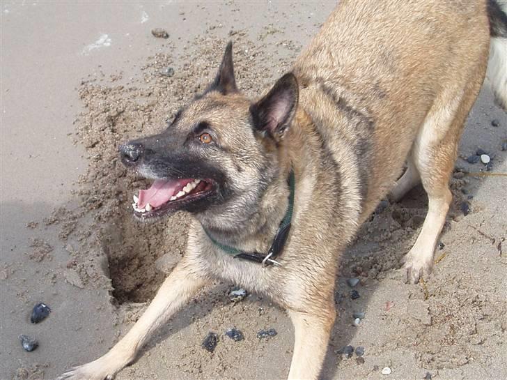 Malinois Zazu billede 3