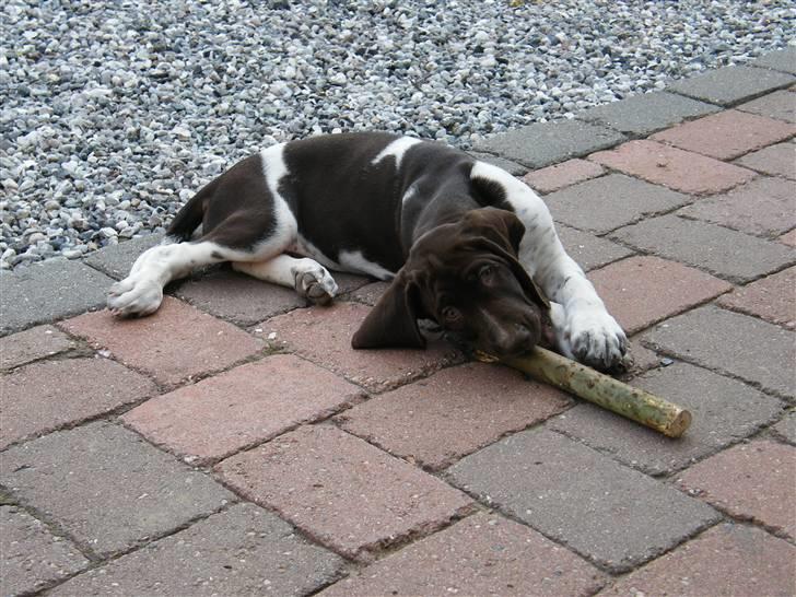 Gammel dansk hønsehund Albert  billede 4