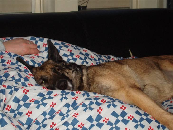 Malinois Zazu billede 4