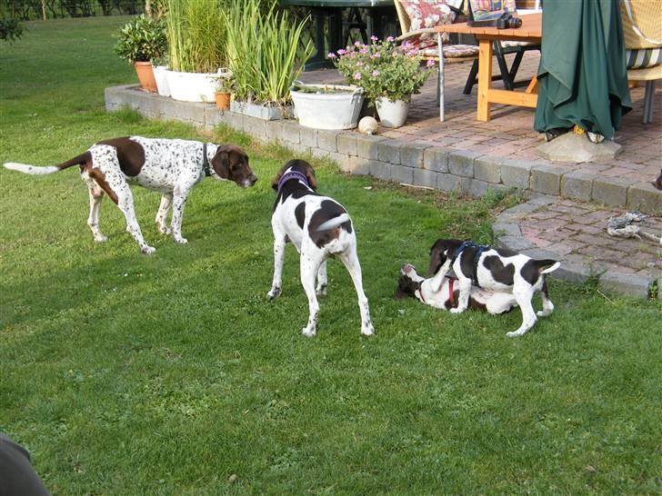 Gammel dansk hønsehund Albert  billede 6