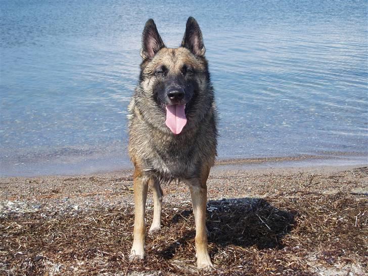 Malinois Zazu billede 5