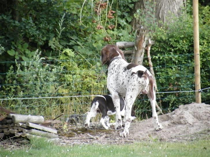 Gammel dansk hønsehund Albert  billede 8