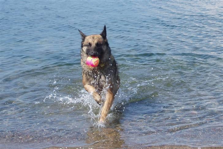 Malinois Zazu billede 6