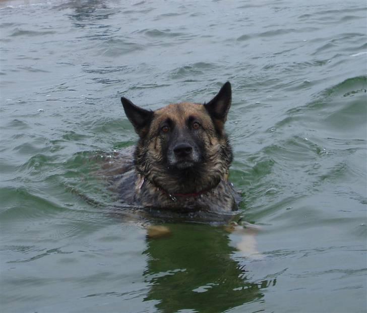 Malinois Zazu billede 7