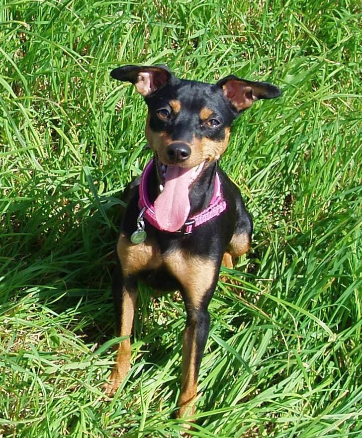 Dvaergpinscher Pepsi billede 1