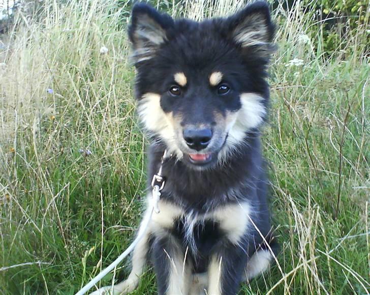 Finsk lapphund Kello Xila:D Love Ya<3 - Teenager, og er blevet mindre pjusket billede 14