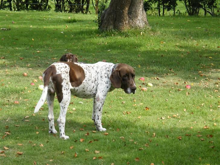 Gammel dansk hønsehund Buster billede 1