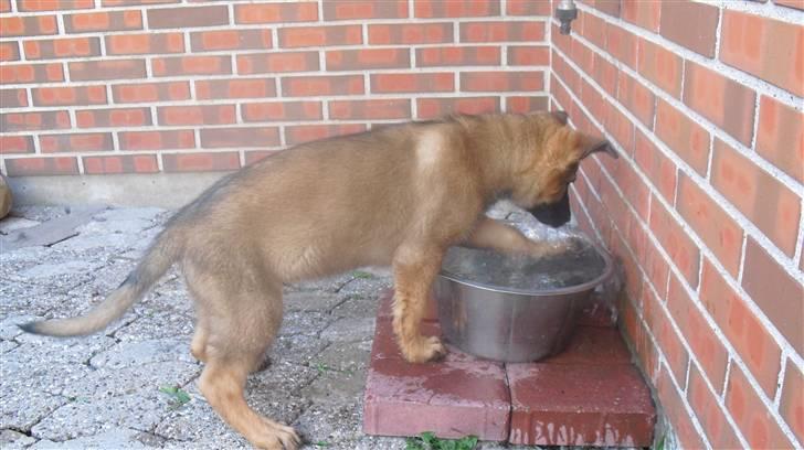 Schæferhund Vigant billede 13